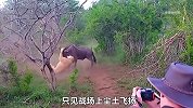 角马被狮子锁喉，狮子本以为这次狩猎稳了，下一秒却付出惨重代价