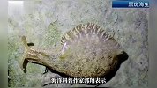 厦门筼筜湖惊现大量“奇特生物”？成群结队出现！专家解答
