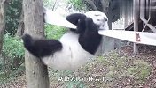 没什么能阻挡得了熊团子爬吊床，场面笑爆了