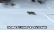 咬伤滑雪游客的雪豹，又咬死35只羊！当地通报：已捕获