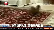 小狗挑衅大猫猫咪毫无办法