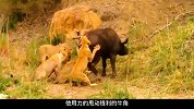 狮子和野牛激烈厮杀，母狮挂在牛角上九死一生，野牛寡不敌众