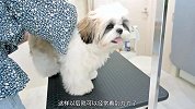 小狗这辈子第一次理发！必须安排到位！