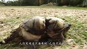 因为一个塑料圆环，海龟的身体被勒得变形，画面令人心酸