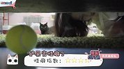 铲屎官的五大怪癖！猫养久了整个人都魔怔了！