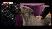 重庆卫视-犬种大赛20140921