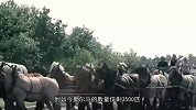 世界万马之王有多厉害？力气堪比13个壮汉，5吨东西都能拉着跑！