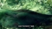不可思议！鲨鱼在海底觅食，不料竟被海鳗突袭“活吞”！