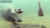 恒河鳄为了捕食，巧设陷阱诱捕河鱼，太机智了