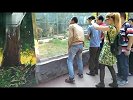 无视警示牌！男子动物园里挑逗老虎