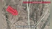 女子开车偶遇东北豹，兴奋中下车去拍，当事人：乘客说叫叫它兴许还能过来玩