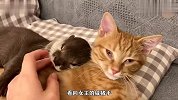 水獭每次睡觉，都必须要抱着橘猫才能睡着，真是一对好兄弟