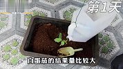 第一人称沉浸式种白蛋茄，72天实现白蛋茄自由，种植过程超解压！