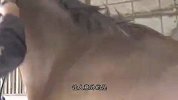 女主人给马儿剃毛，站在原地任其折腾，这也太乖巧了吧！