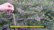 萼距花的养殖方法和注意事项