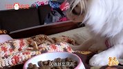 狗狗总挑食，竟然是主人的错？