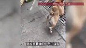 狗狗“土豆”因身型独特走红，主人回应：患有先天性的短脊柱综合征，天生的短一截