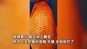 养了2年的“梦中情鲤”，因暴雨跃池被狗狗咬伤：冲击80公分的希望破灭了
