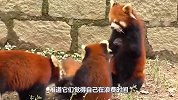 两只小熊猫打架，打到一半突然抬头思考人生，画面真是太可爱了！