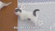 小奶猫走路，4条腿各走各的，像个小拖把！