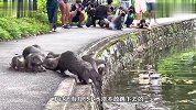 水獭妈妈带幼崽学游泳，到岸边小水獭胆怯了，众人围观齐喊加油