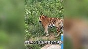动物园老虎咬住流浪猫猫，网友炸锅“老虎要被网暴了”！园方回应