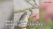 像被一口咬掉！男子废弃公园钓鱼捞到半截活草鱼