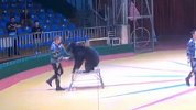 西安秦岭野生动物园回应虐熊：演出中扎黑熊，工作人员被开除