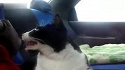 猫咪第一次坐车时的惊诧表情