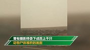 心碎一幕！烧焦的考拉从大火中逃出 大块皮毛脱落艰难行走