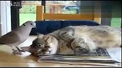 超贱的鸽子骚扰猫咪无法入睡
