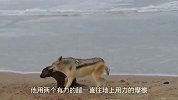 胡狼大战海豹，咬住脖子不松开，太残忍了