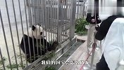 当真熊猫遇上假熊猫，国宝会怎么做？网友：厉害了