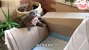猫妈妈是怎么照顾小宝宝的，看到宝宝贪玩，直接叼着带回到纸皮箱
