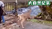 一头鹿翻越围栏，结果被卡住了，场面一度很尴尬