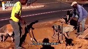 中国老板犒劳非洲员工 开发金山银山 结果却又好气又好笑