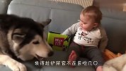 哈士奇赖在小宝宝跟前死活不走，凑近一看气炸了，太不要脸了