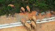 云南象群吃饱喝足继续北上：目前抵达距玉溪城区约11公里处