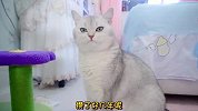 猫咪送主人礼物，竟然是因为这个，太难过了