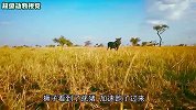 狮子捕杀疣猪，结果被疣猪追着打落荒而逃，真是不自量力！