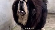 猫：藏獒是吧，给我趴好了