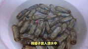 白水煮蛏子，鲜美的原汁原味！