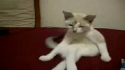 [搞笑]猫咪的销魂姿势快来看姐的美腿势