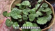 虎耳草的养殖方法和注意事项