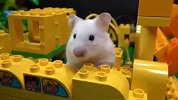 高难度的乐高障碍赛，小仓鼠这次遇到难题了