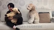 心爱玩具被铲屎官抢走，贵宾犬急眼了，接下来忍住别笑