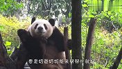 这视频有毒！熊猫花式挠痒，挠到停不下来，太逗了哈哈