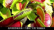 作死老外将一根针放进捕蝇草，结果会怎样？肠子都悔青了！