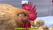 一群可爱的小鸡仔，却围着猫咪团团转，大公鸡表情让人哭笑不得