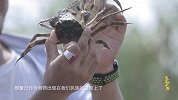 《寻味中国》第二十四期 新孟河大闸蟹